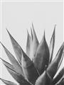 Picture of Cactus Succulent _GroupedProduct_Rectangle_Portrait_Photography _GroupedProduct_Rectangle_Portrait_Unframed_Print_Only_