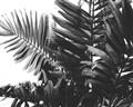 Picture of Fern Garden  _GroupedProduct_Rectangle_Landscape_Photography _GroupedProduct_Rectangle_Landscape_Unframed_Print_Only_