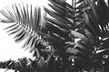 Picture of Fern Garden  _GroupedProduct_Rectangle_Landscape_Photography _GroupedProduct_Rectangle_Landscape_Unframed_Print_Only_