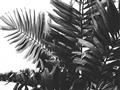 Picture of Fern Garden  _GroupedProduct_Rectangle_Landscape_Photography _GroupedProduct_Rectangle_Landscape_Unframed_Print_Only_