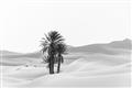 Picture of Sandy Desert  _GroupedProduct_Rectangle_Landscape_Photography _GroupedProduct_Rectangle_Landscape_Unframed_Print_Only_