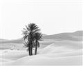 Picture of Sandy Desert  _GroupedProduct_Rectangle_Landscape_Photography _GroupedProduct_Rectangle_Landscape_Unframed_Print_Only_