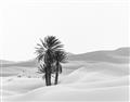 Picture of Sandy Desert  _GroupedProduct_Rectangle_Landscape_Photography _GroupedProduct_Rectangle_Landscape_Unframed_Print_Only_