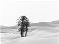 Picture of Sandy Desert  _GroupedProduct_Rectangle_Landscape_Photography _GroupedProduct_Rectangle_Landscape_Unframed_Print_Only_