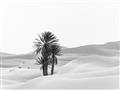 Picture of Sandy Desert  _GroupedProduct_Rectangle_Landscape_Photography _GroupedProduct_Rectangle_Landscape_Unframed_Print_Only_