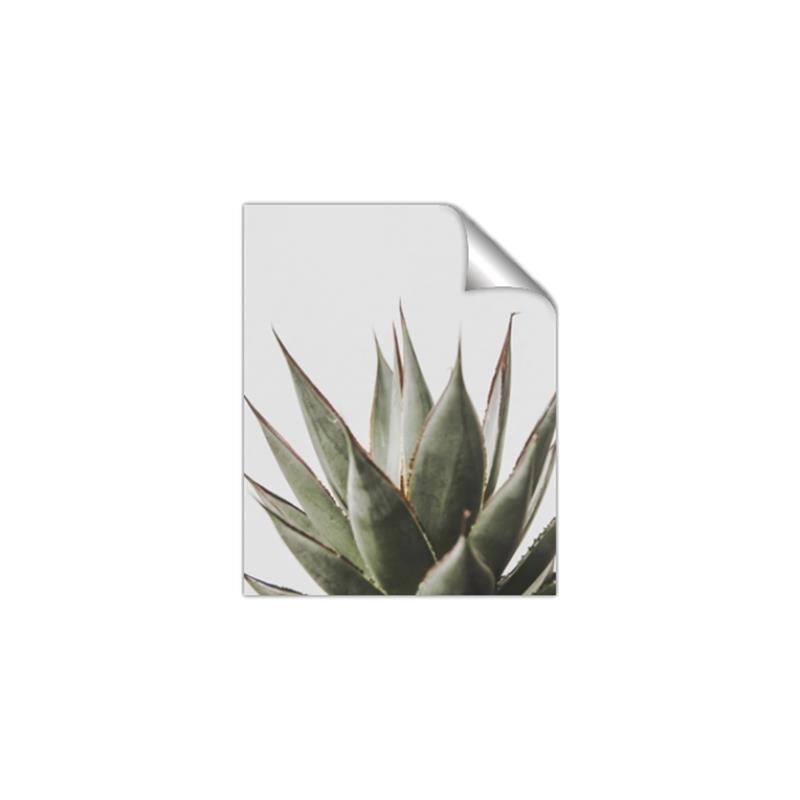 Picture of Cactus Succulent _GroupedProduct_Rectangle_Portrait_Photography _GroupedProduct_Rectangle_Portrait_Unframed_Print_Only_