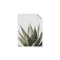 Picture of Cactus Succulent _GroupedProduct_Rectangle_Portrait_Photography _GroupedProduct_Rectangle_Portrait_Unframed_Print_Only_
