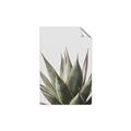 Picture of Cactus Succulent _GroupedProduct_Rectangle_Portrait_Photography _GroupedProduct_Rectangle_Portrait_Unframed_Print_Only_