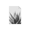 Picture of Cactus Succulent _GroupedProduct_Rectangle_Portrait_Photography _GroupedProduct_Rectangle_Portrait_Unframed_Print_Only_