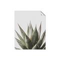 Picture of Cactus Succulent _GroupedProduct_Rectangle_Portrait_Photography _GroupedProduct_Rectangle_Portrait_Unframed_Print_Only_