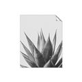 Picture of Cactus Succulent _GroupedProduct_Rectangle_Portrait_Photography _GroupedProduct_Rectangle_Portrait_Unframed_Print_Only_