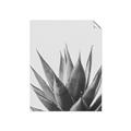 Picture of Cactus Succulent _GroupedProduct_Rectangle_Portrait_Photography _GroupedProduct_Rectangle_Portrait_Unframed_Print_Only_