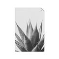 Picture of Cactus Succulent _GroupedProduct_Rectangle_Portrait_Photography _GroupedProduct_Rectangle_Portrait_Unframed_Print_Only_