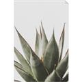 Picture of Cactus Succulent _GroupedProduct_Rectangle_Portrait_Photography _GroupedProduct_Rectangle_Portrait_Unframed_Print_Only_