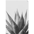 Picture of Cactus Succulent _GroupedProduct_Rectangle_Portrait_Photography _GroupedProduct_Rectangle_Portrait_Unframed_Print_Only_