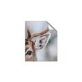 Picture of Eye of the Deer _GroupedProduct_Rectangle_Portrait_Photography _GroupedProduct_Rectangle_Portrait_Unframed_Print_Only_