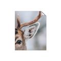 Picture of Eye of the Deer _GroupedProduct_Rectangle_Portrait_Photography _GroupedProduct_Rectangle_Portrait_Unframed_Print_Only_