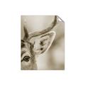 Picture of Eye of the Deer _GroupedProduct_Rectangle_Portrait_Photography _GroupedProduct_Rectangle_Portrait_Unframed_Print_Only_