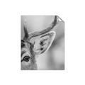 Picture of Eye of the Deer _GroupedProduct_Rectangle_Portrait_Photography _GroupedProduct_Rectangle_Portrait_Unframed_Print_Only_