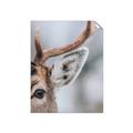 Picture of Eye of the Deer _GroupedProduct_Rectangle_Portrait_Photography _GroupedProduct_Rectangle_Portrait_Unframed_Print_Only_