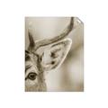 Picture of Eye of the Deer _GroupedProduct_Rectangle_Portrait_Photography _GroupedProduct_Rectangle_Portrait_Unframed_Print_Only_