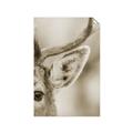 Picture of Eye of the Deer _GroupedProduct_Rectangle_Portrait_Photography _GroupedProduct_Rectangle_Portrait_Unframed_Print_Only_