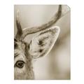 Picture of Eye of the Deer _GroupedProduct_Rectangle_Portrait_Photography _GroupedProduct_Rectangle_Portrait_Unframed_Print_Only_