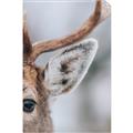 Picture of Eye of the Deer _GroupedProduct_Rectangle_Portrait_Photography _GroupedProduct_Rectangle_Portrait_Unframed_Print_Only_