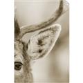Picture of Eye of the Deer _GroupedProduct_Rectangle_Portrait_Photography _GroupedProduct_Rectangle_Portrait_Unframed_Print_Only_