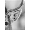 Picture of Eye of the Deer _GroupedProduct_Rectangle_Portrait_Photography _GroupedProduct_Rectangle_Portrait_Unframed_Print_Only_
