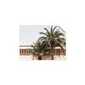 Picture of Wall with Palm Tree _GroupedProduct_Rectangle_Landscape_Photography _GroupedProduct_Rectangle_Landscape_Unframed_Print_Only_