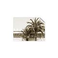 Picture of Wall with Palm Tree _GroupedProduct_Rectangle_Landscape_Photography _GroupedProduct_Rectangle_Landscape_Unframed_Print_Only_