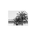 Picture of Wall with Palm Tree _GroupedProduct_Rectangle_Landscape_Photography _GroupedProduct_Rectangle_Landscape_Unframed_Print_Only_