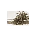 Picture of Wall with Palm Tree _GroupedProduct_Rectangle_Landscape_Photography _GroupedProduct_Rectangle_Landscape_Unframed_Print_Only_