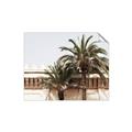 Picture of Wall with Palm Tree _GroupedProduct_Rectangle_Landscape_Photography _GroupedProduct_Rectangle_Landscape_Unframed_Print_Only_