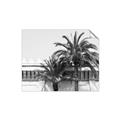 Picture of Wall with Palm Tree _GroupedProduct_Rectangle_Landscape_Photography _GroupedProduct_Rectangle_Landscape_Unframed_Print_Only_