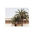 Picture of Wall with Palm Tree _GroupedProduct_Rectangle_Landscape_Photography _GroupedProduct_Rectangle_Landscape_Unframed_Print_Only_