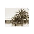Picture of Wall with Palm Tree _GroupedProduct_Rectangle_Landscape_Photography _GroupedProduct_Rectangle_Landscape_Unframed_Print_Only_