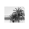 Picture of Wall with Palm Tree _GroupedProduct_Rectangle_Landscape_Photography _GroupedProduct_Rectangle_Landscape_Unframed_Print_Only_