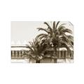 Picture of Wall with Palm Tree _GroupedProduct_Rectangle_Landscape_Photography _GroupedProduct_Rectangle_Landscape_Unframed_Print_Only_