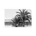 Picture of Wall with Palm Tree _GroupedProduct_Rectangle_Landscape_Photography _GroupedProduct_Rectangle_Landscape_Unframed_Print_Only_
