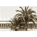 Picture of Wall with Palm Tree _GroupedProduct_Rectangle_Landscape_Photography _GroupedProduct_Rectangle_Landscape_Unframed_Print_Only_