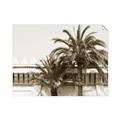 Picture of Wall with Palm Tree _GroupedProduct_Rectangle_Landscape_Photography _GroupedProduct_Rectangle_Landscape_Unframed_Print_Only_