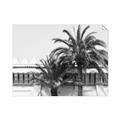 Picture of Wall with Palm Tree _GroupedProduct_Rectangle_Landscape_Photography _GroupedProduct_Rectangle_Landscape_Unframed_Print_Only_