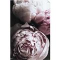 Picture of Blush Bloom _GroupedProduct_Rectangle_Portrait_Photography _GroupedProduct_Rectangle_Portrait_Unframed_Print_Only_