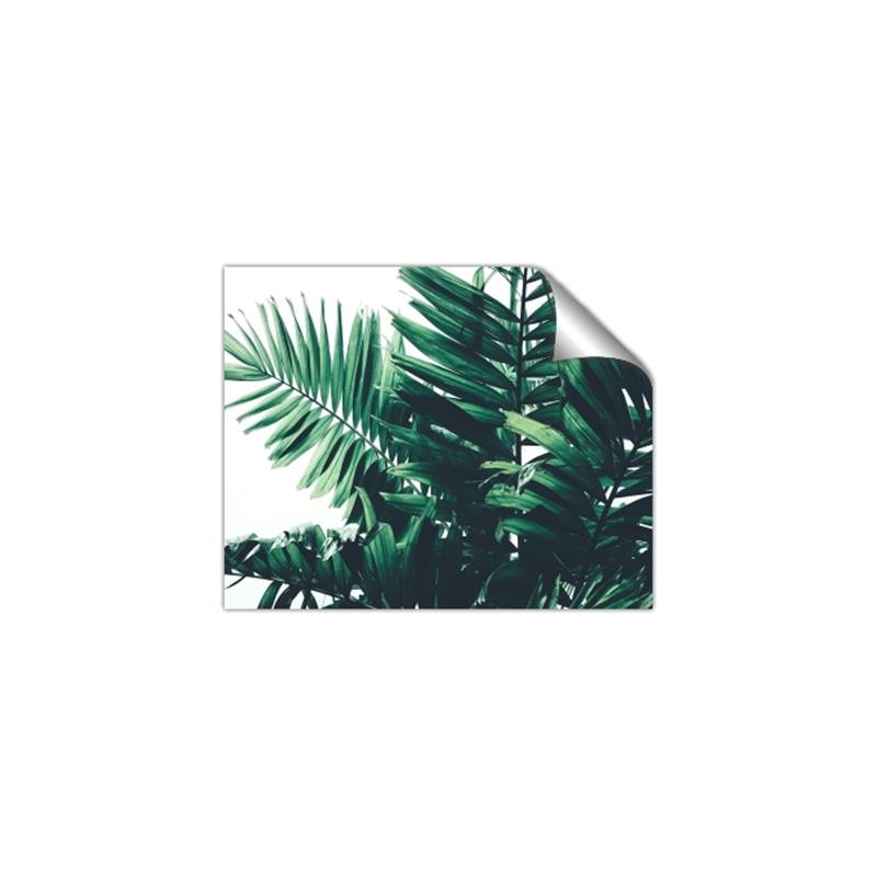 Picture of Fern Garden  _GroupedProduct_Rectangle_Landscape_Photography _GroupedProduct_Rectangle_Landscape_Unframed_Print_Only_