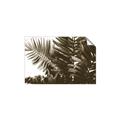 Picture of Fern Garden  _GroupedProduct_Rectangle_Landscape_Photography _GroupedProduct_Rectangle_Landscape_Unframed_Print_Only_