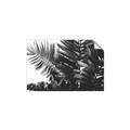 Picture of Fern Garden  _GroupedProduct_Rectangle_Landscape_Photography _GroupedProduct_Rectangle_Landscape_Unframed_Print_Only_
