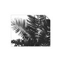 Picture of Fern Garden  _GroupedProduct_Rectangle_Landscape_Photography _GroupedProduct_Rectangle_Landscape_Unframed_Print_Only_