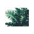 Picture of Fern Garden  _GroupedProduct_Rectangle_Landscape_Photography _GroupedProduct_Rectangle_Landscape_Unframed_Print_Only_